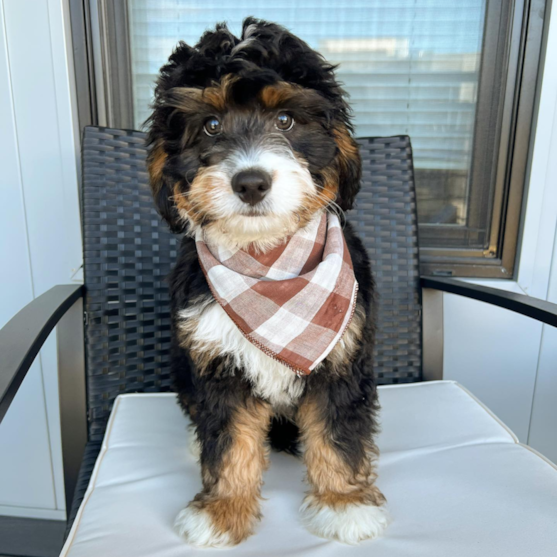 tricolor mini bernedoodle sitting on chair